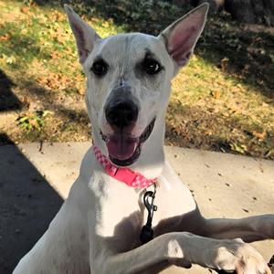 Cece, Mixed Breed (Medium), adult, available for adoption