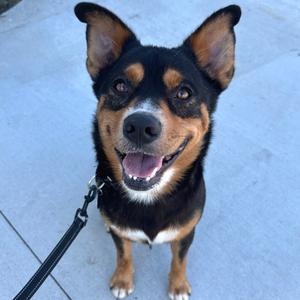 Bernie, Shepherd, adult, available for adoption