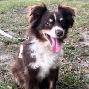 Auzie, Shepherd, Australian, senior, available for adoption