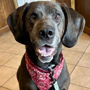 Hank Ray, Retriever, Labrador, senior, available for adoption