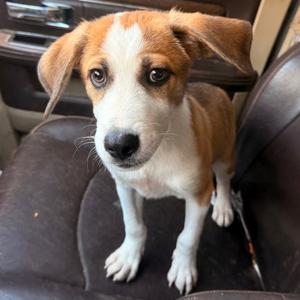 Buster, Beagle, puppy, available for adoption