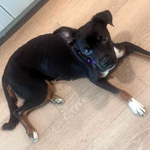 Athena, Terrier, adult, available for adoption