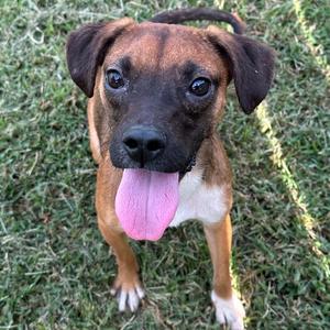 a brown and black dog with a pink tongue sticking out, standing on grass
