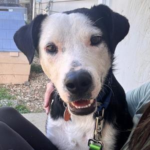 Jack, Collie, Border, adult, available for adoption