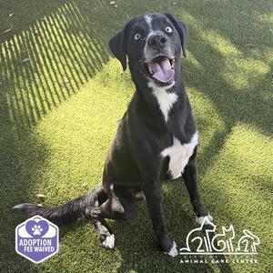 BEAU, Labrador Retriever / Siberian Husky, adult, available for adoption