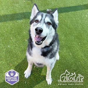 WOLF, Siberian Husky, adult, available for adoption