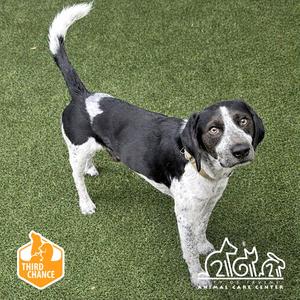 A black and white dog standing on green artificial grass. The dog has a white tail, white paws, and a white patch on its chest. It is looking directly at the camera. In the bottom left corner, there is an orange logo with the text "Third Chance" and an icon of a dog. In the bottom right corner, there is a logo with the text "Animal Care Center" and icons of a dog, cat, and bird.