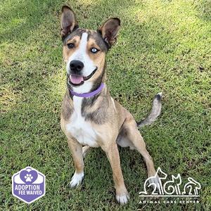 A brown and white dog with a purple collar sitting on grass.
