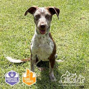 MUFFY, Pointer, young, available for adoption