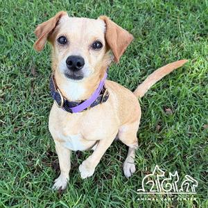 FREDDY, Chihuahua, adult, available for adoption