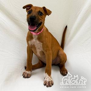 SORA, Pit Bull Terrier, puppy, available for adoption