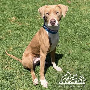 A brown dog with a blue collar sitting on a grassy field.