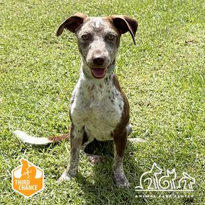 MUFFY, Pointer, young, available for adoption