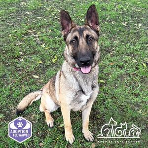SAPHIRA, German Shepherd Dog, adult, available for adoption