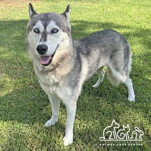 ARWEN, Husky, adult, available for adoption
