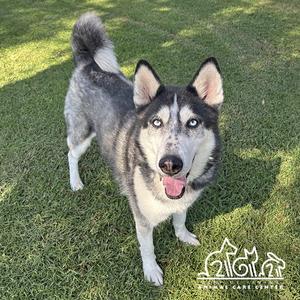 A happy husky dog with blue eyes and a black and white coat standing on a grassy field, looking directly at the camera with its tongue out.