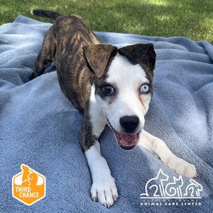 ELVIRA, Pit Bull Terrier, puppy, available for adoption