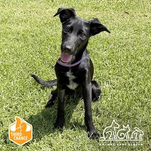 DW, Pointer, young, available for adoption