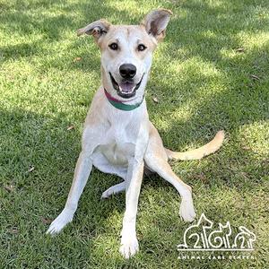 ODIN, German Shepherd Dog, young, available for adoption