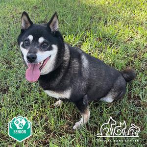 SARANG, Shiba Inu, senior, available for adoption