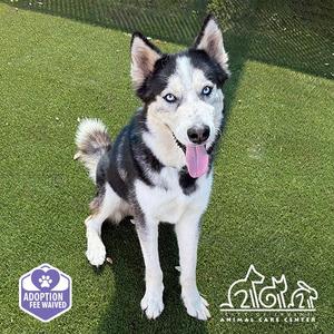 GLACIER, Siberian Husky, adult, available for adoption