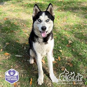GLACIER, Siberian Husky, adult, available for adoption