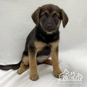 MINERVA, German Shepherd Dog, puppy, available for adoption