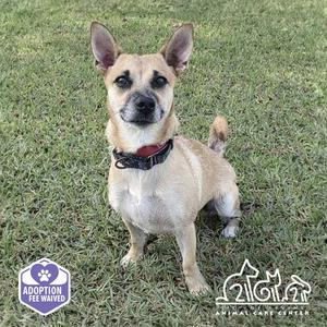 A small dog with a light brown coat and a black collar sitting on grass. The dog has large ears and is looking directly at the camera. In the bottom left corner, there is a purple logo with the text "ADOPTION FEE WAIVED" and in the bottom right corner, there is a logo with the text "ANIMAL CARE CENTER".