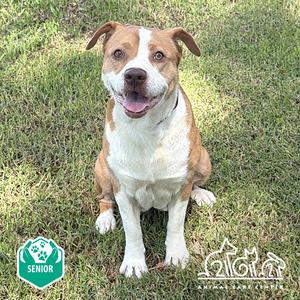 A brown and white dog sitting on grass with a happy expression.