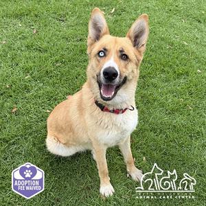 QUINN, German Shepherd Dog, adult, available for adoption