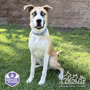 BOWIE, Labrador Retriever, young, available for adoption