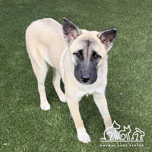 ATHENA, Akita / German Shepherd Dog, young, available for adoption