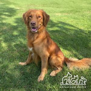 A golden retriever sitting on a grassy lawn, looking at the camera with a happy expression. The dog has a shiny coat and is positioned in the center of the image. In the bottom right corner, there is a logo with the text "Animal Care Center" and silhouettes of a dog and a cat.