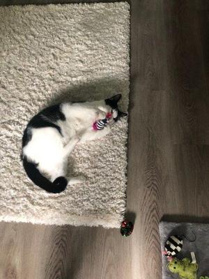 Tuxie, adult, available for adoption