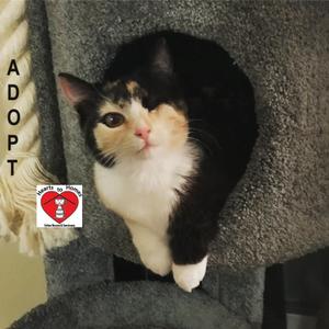 Hearts to Homes Feline Rescue & Sanctuary