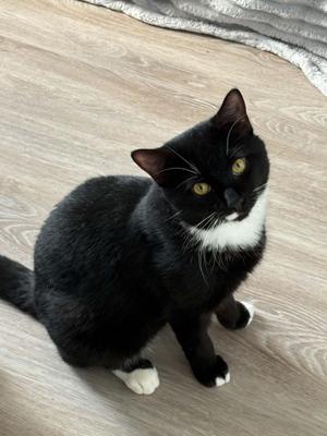 Cricket, adult, available for adoption