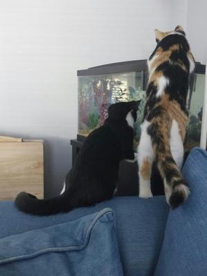 Autumn & Coal, young, available for adoption