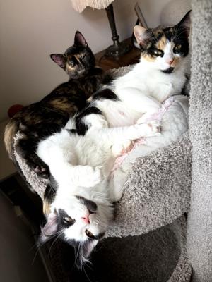 Yuki, Smidge & Bitsy, young, available for adoption