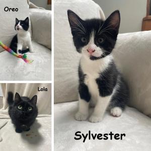 Lola, Sylvester, Oreo, young, available for adoption