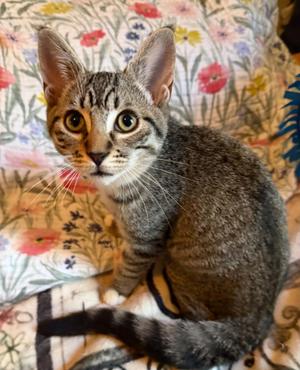 Brie, young, available for adoption
