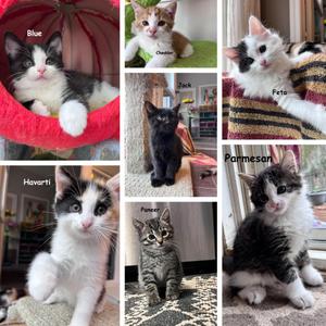 The Cheese Kittens, kitten, available for adoption