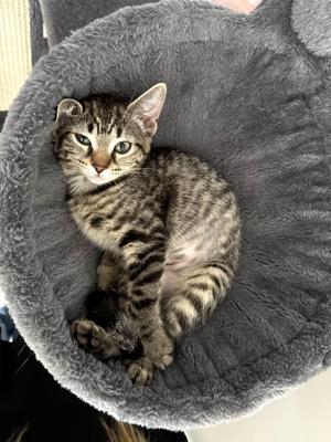 Pearl, young, available for adoption