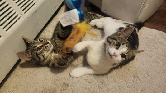 Fish & Tabby, young, available for adoption