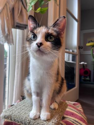 Marble, adult, available for adoption