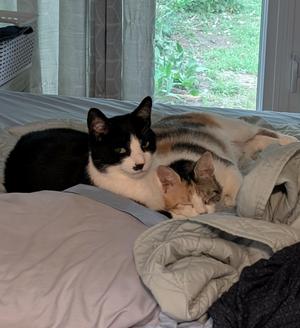 Charlie & Sundae, adult, available for adoption