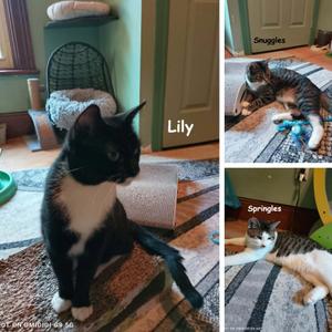 Lily, Springles & Snuggles, young, available for adoption