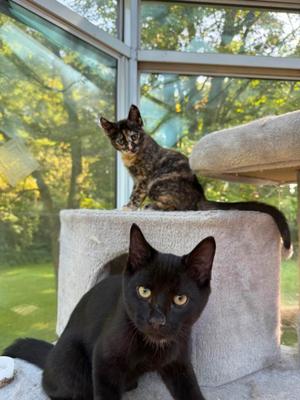 Soy Sauce & Cheesecake, young, available for adoption
