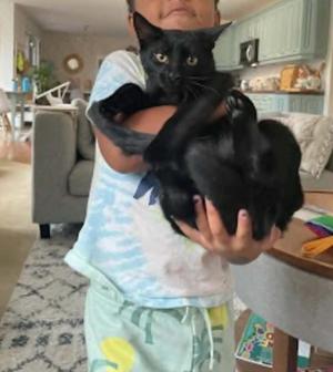 Milo, adult, available for adoption