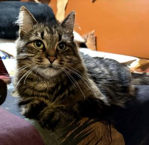 Willow, adult, available for adoption