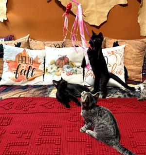 Flower, Daisy & Lily, young, available for adoption
